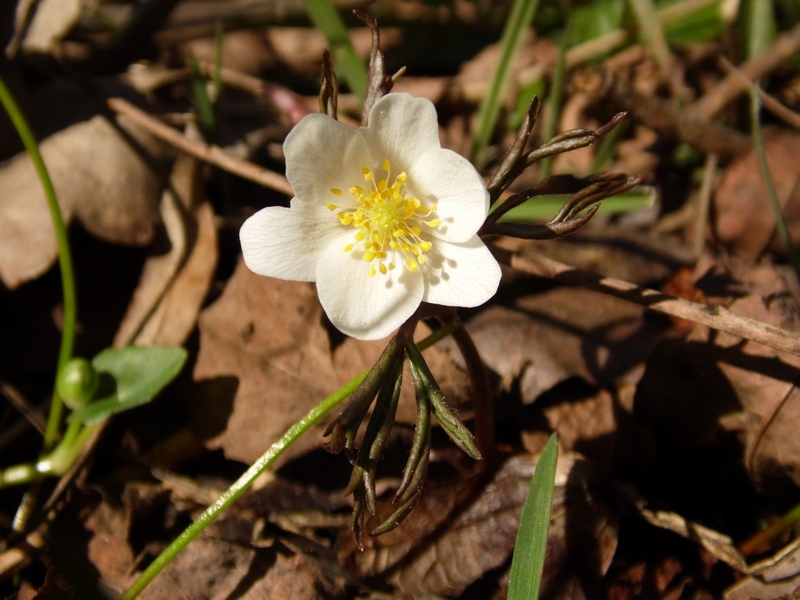 Parco del Ticino : Primavera